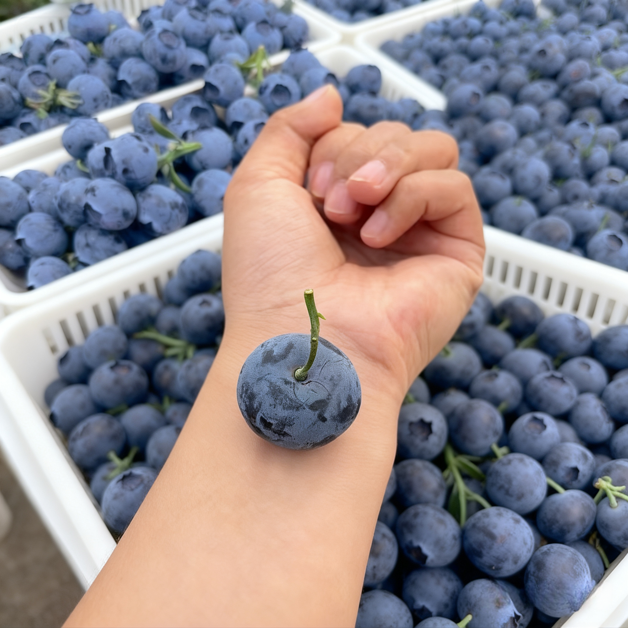 🔥HEISSER VERKAUF 50% RABATT🔥Riesen-Heidelbeersamen (50er-Packung)