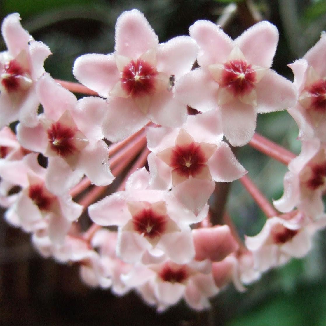 ✨ Hoya-Samen — Vom Himmel herabgestiegene Sterne ✨