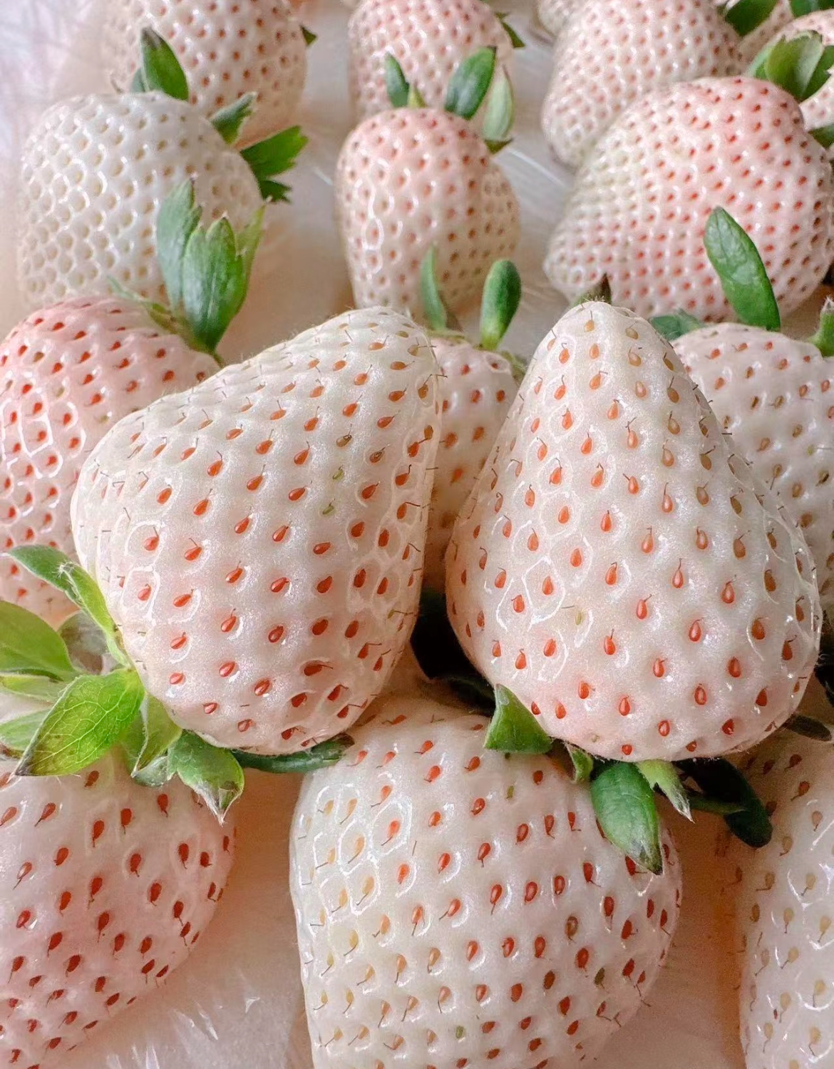 Scopri la Magia della Fragola Bianca Extra-Large🍓