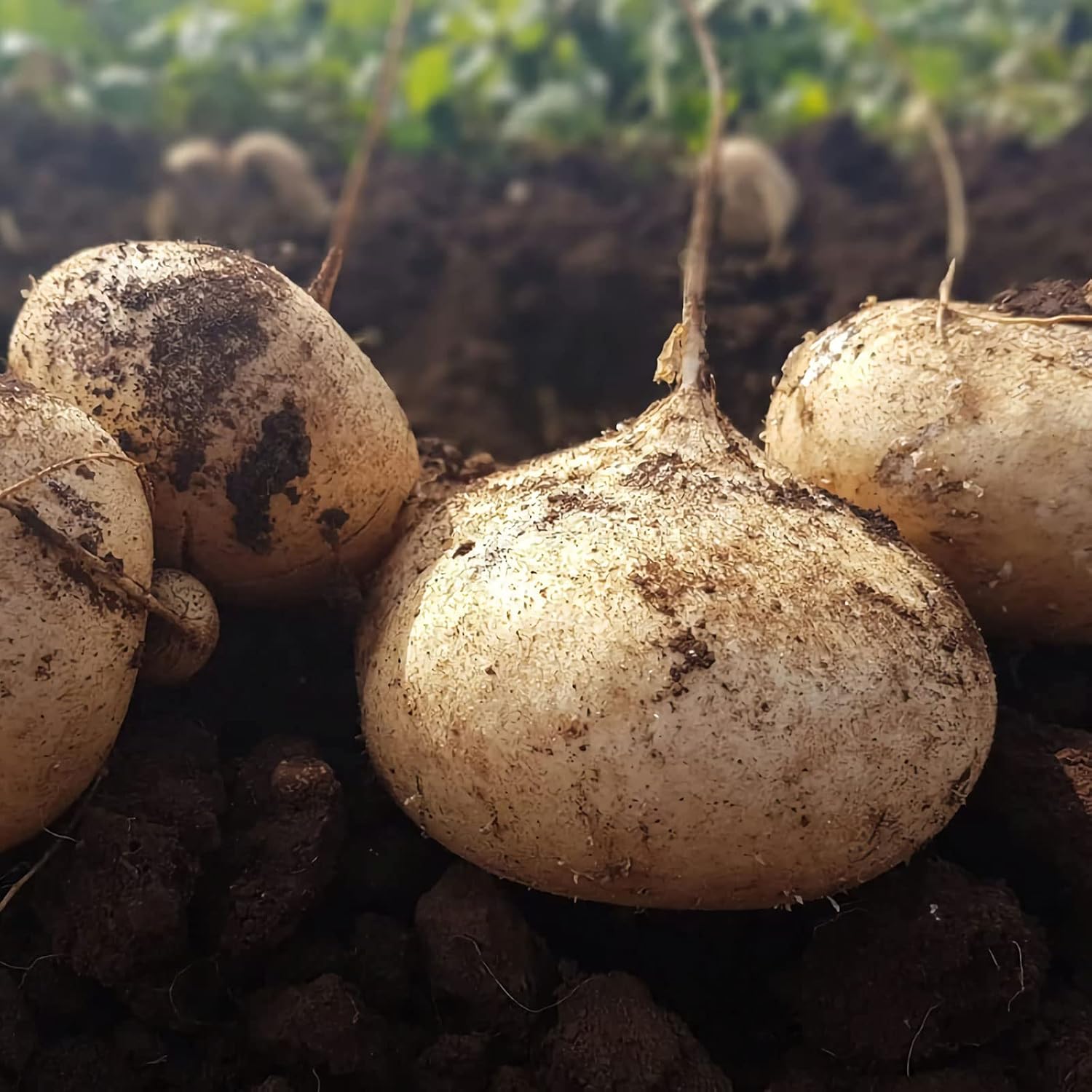 Exklusives Angebot💥 Saftige und nährstoffreiche, knackige Früchte – Süße Jicama zum Anpflanzen in Ihrem Zuhause 🍠