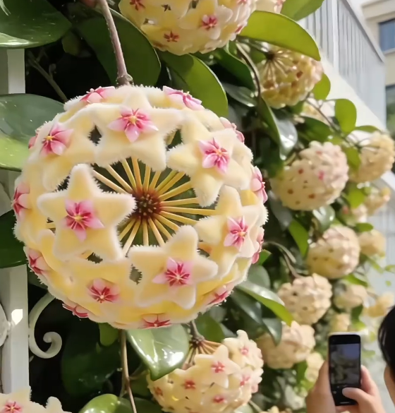 ✨ Hoya-Samen — Vom Himmel herabgestiegene Sterne ✨