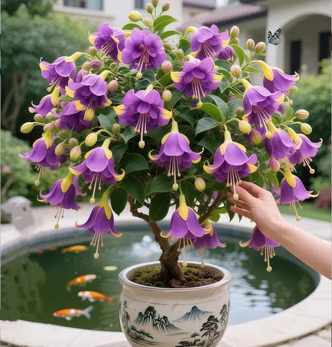 🔥 Robuste, mehrjährige Blumensamen 🌺 Hängende Fuchsie – ein traumhafter, herabfließender Blütenwasserfall
