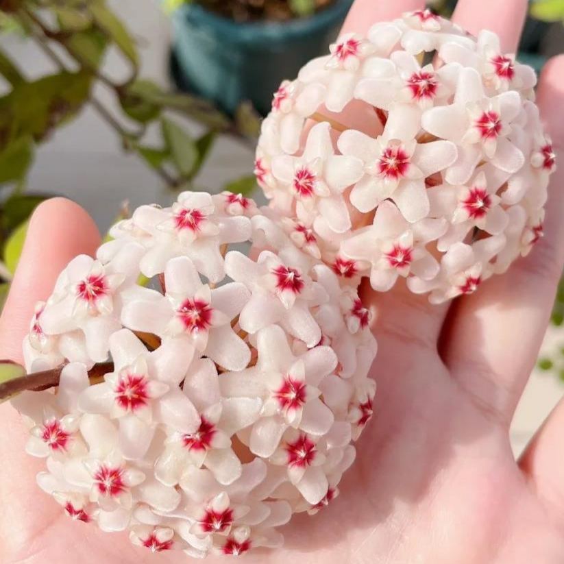 ✨ Hoya-Samen — Vom Himmel herabgestiegene Sterne ✨