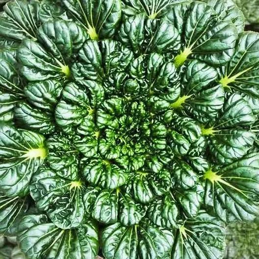Brassica Narinosa (WuTat Choy) Seeds