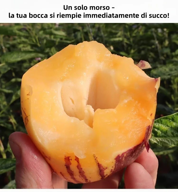 🎁30% Off🍐🍐Pepinos Seeds (Melon Pear)