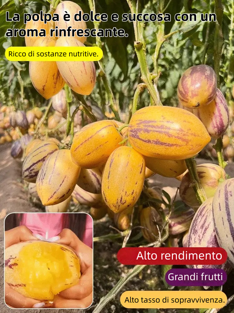 🎁30% Off🍐🍐Pepinos Seeds (Melon Pear)