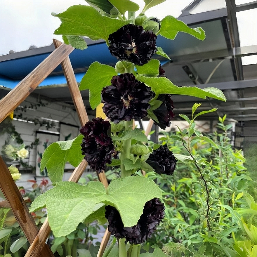 🌸 Graines de Rose Trémière - Décorez votre beau jardin！