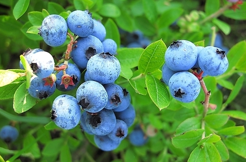 蓝莓怎么养才能更旺盛蓝莓的种植与管理方法及注意事项(图)_花匠网