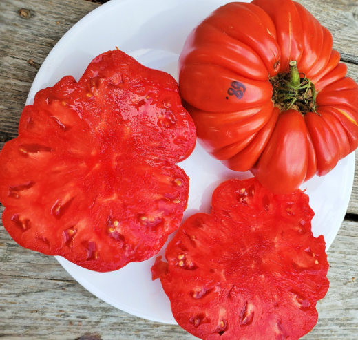 🍅 Die Gigante Farina – Züchte die größte Tomate deines Lebens!
