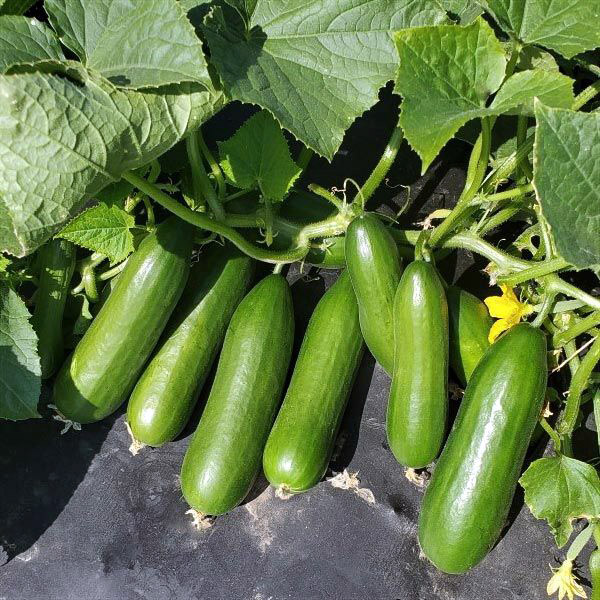 Minime Cucumber | Deep Roots Farm