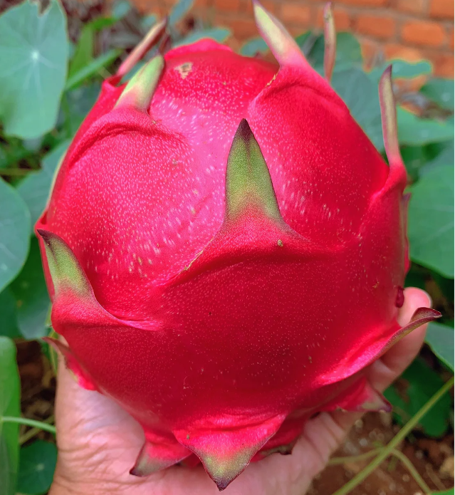 💗Frutto del drago dal cuore rosso