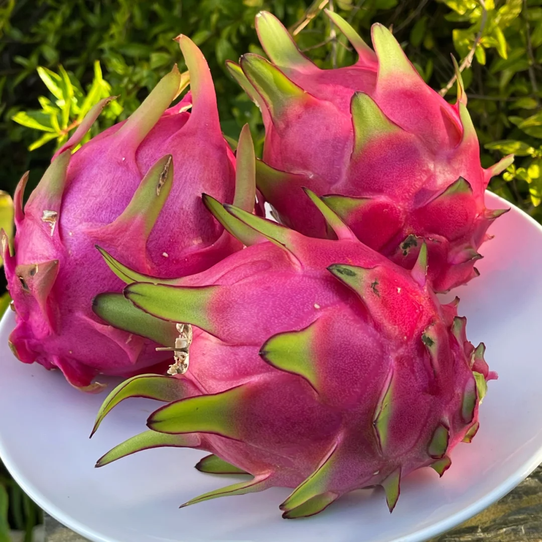 💗Frutto del drago dal cuore rosso