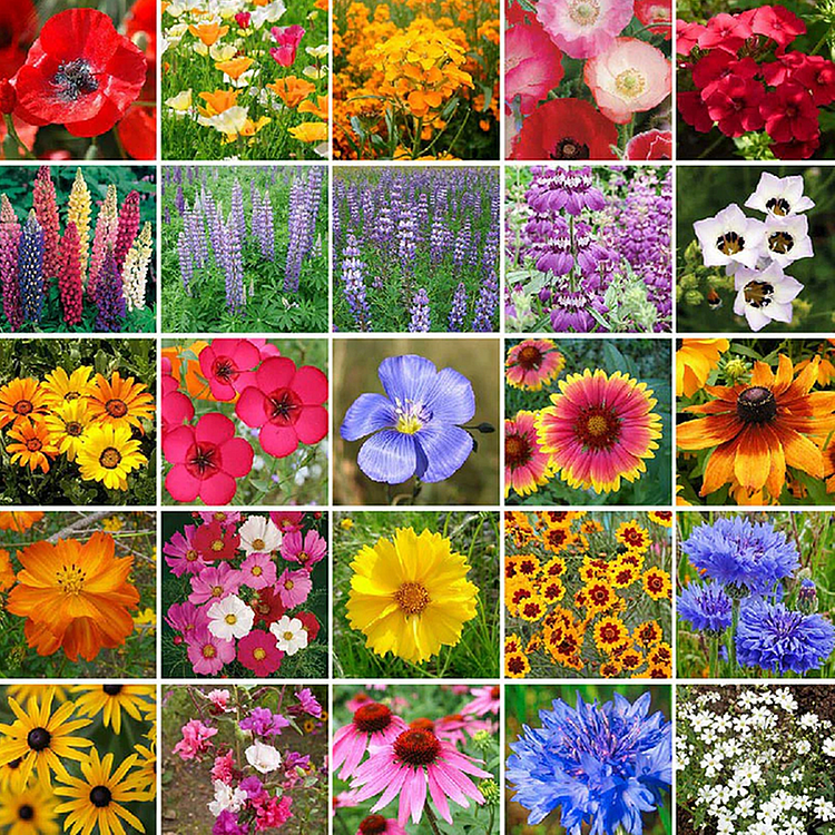 Wildflower Seed Mix