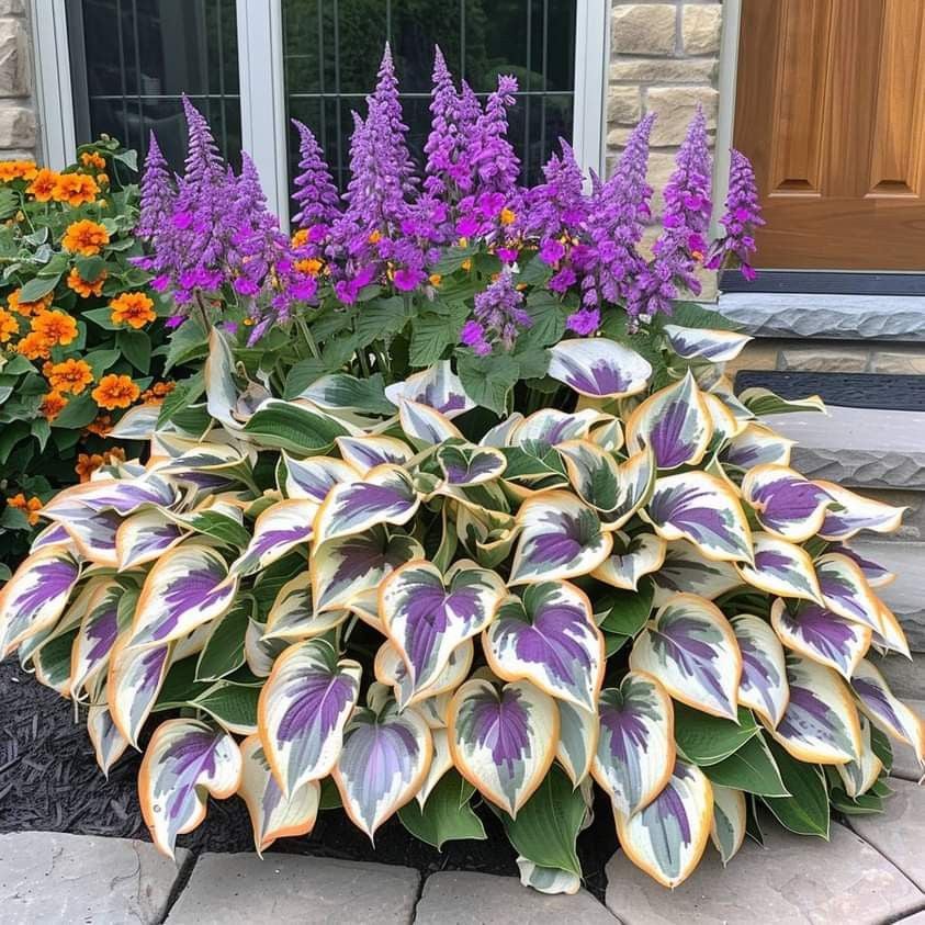 🔥Dernière vente de fleurs d'hiver🌌Graines de haute qualité pour hostas rares🌿Plantes tolérantes à l'ombre
