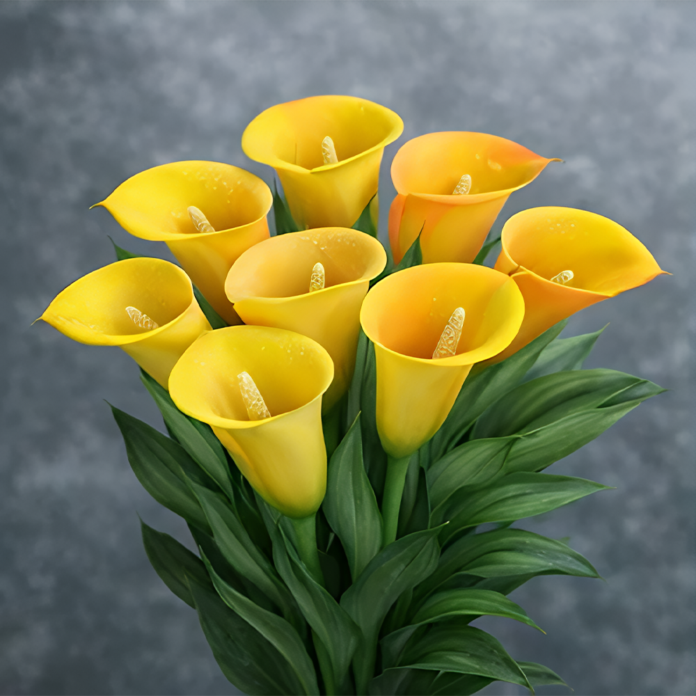 Lys calla Aurora mystérieux