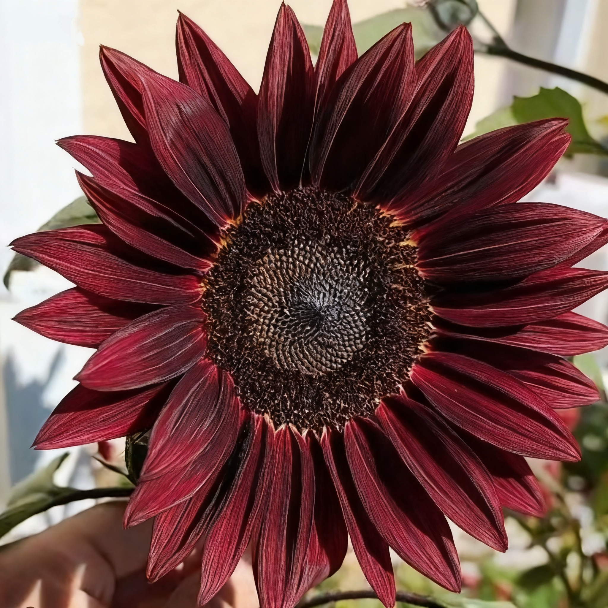 🌌🔥 Midnight Blaze Sunflower Seeds– The Rarest Sunflower You’ll Ever Grow! 🌻