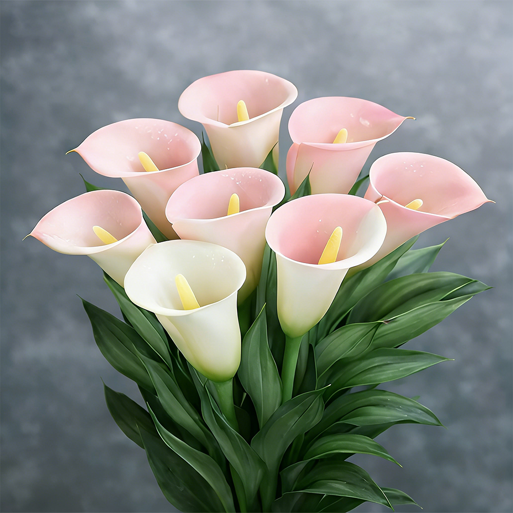 Lys calla Aurora mystérieux
