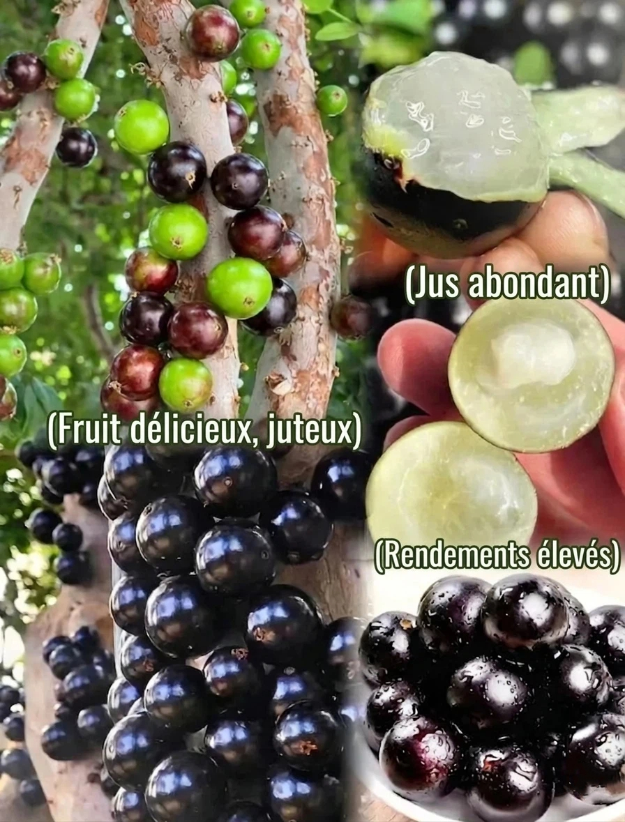 Pépins de raisin du jaboticaba