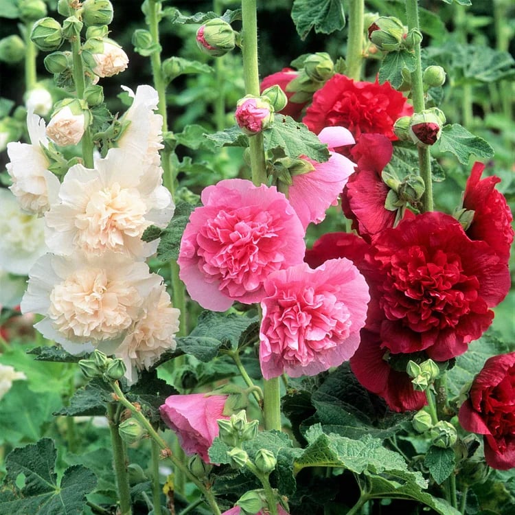 🏆 50K+ SOLD!🌺Double Hollyhock Seeds – Fall & Winter Planting, Perennial Blooms & Stunning Garden Elegance 🍂