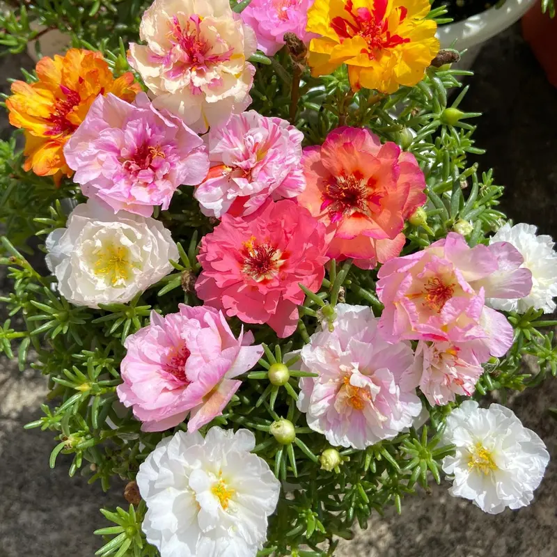 🌸 Portulaksamen – Gefüllte Moosrose