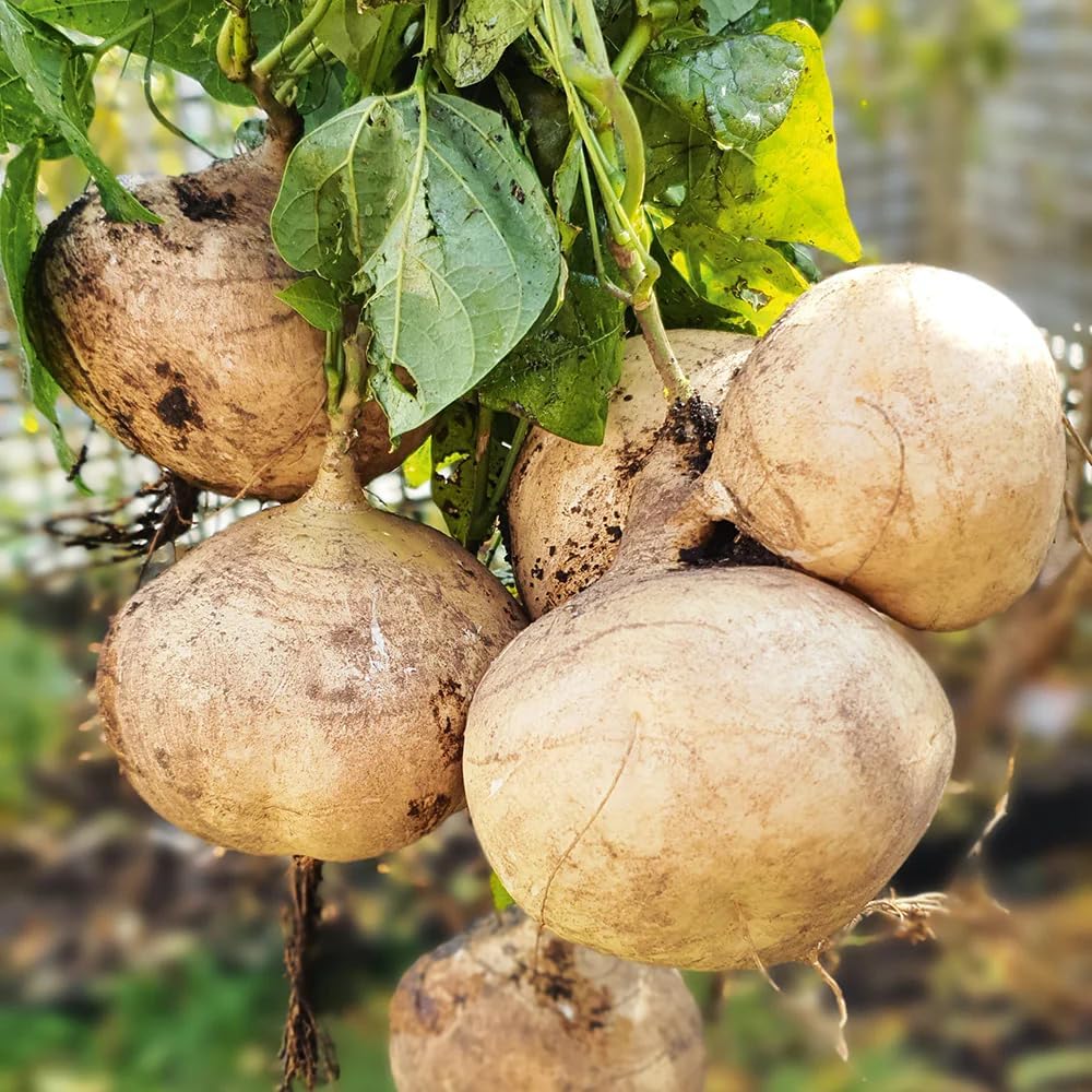 Exklusives Angebot💥 Saftige und nährstoffreiche, knackige Früchte – Süße Jicama zum Anpflanzen in Ihrem Zuhause 🍠