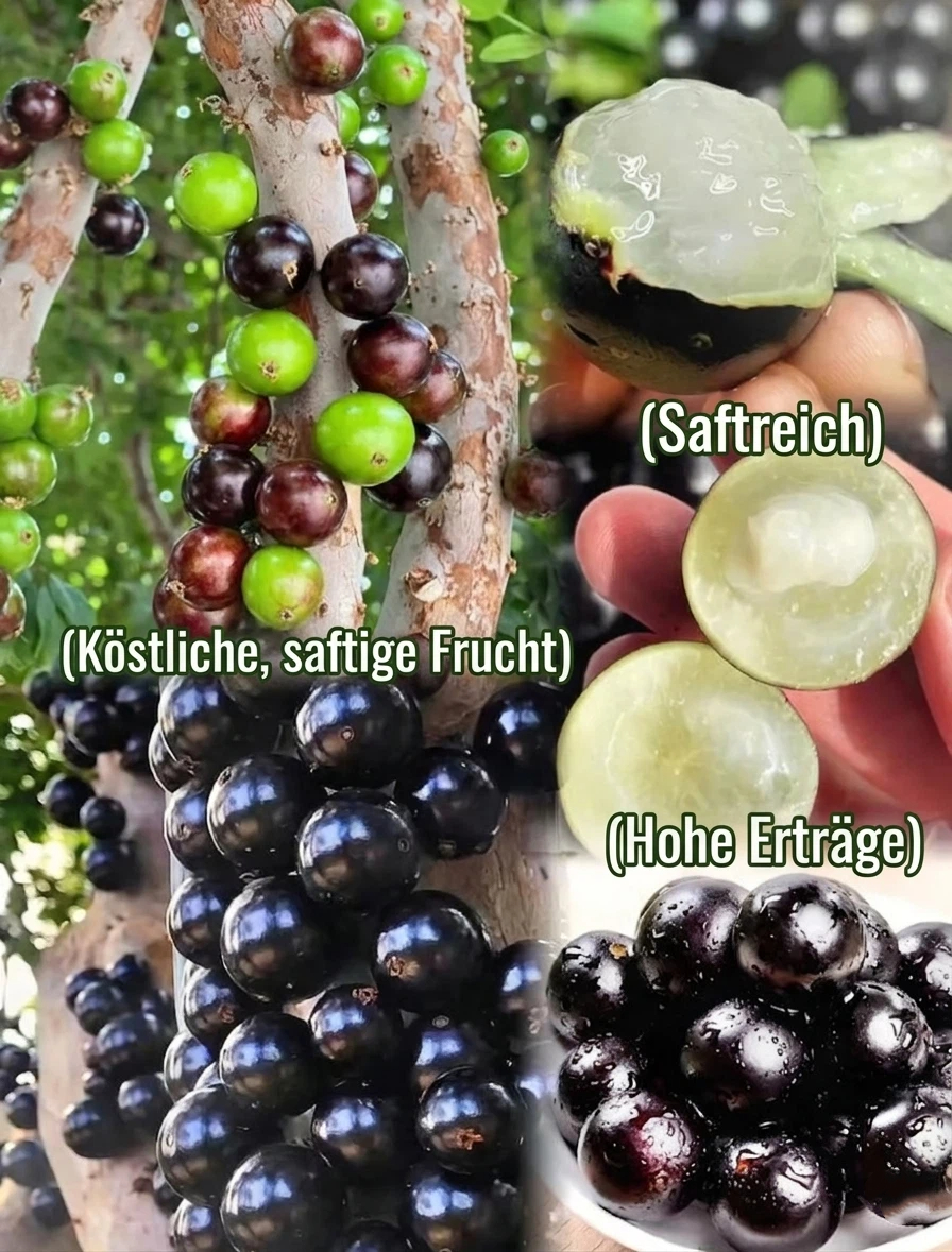 Graines de raisin de l'arbre à jaboticaba