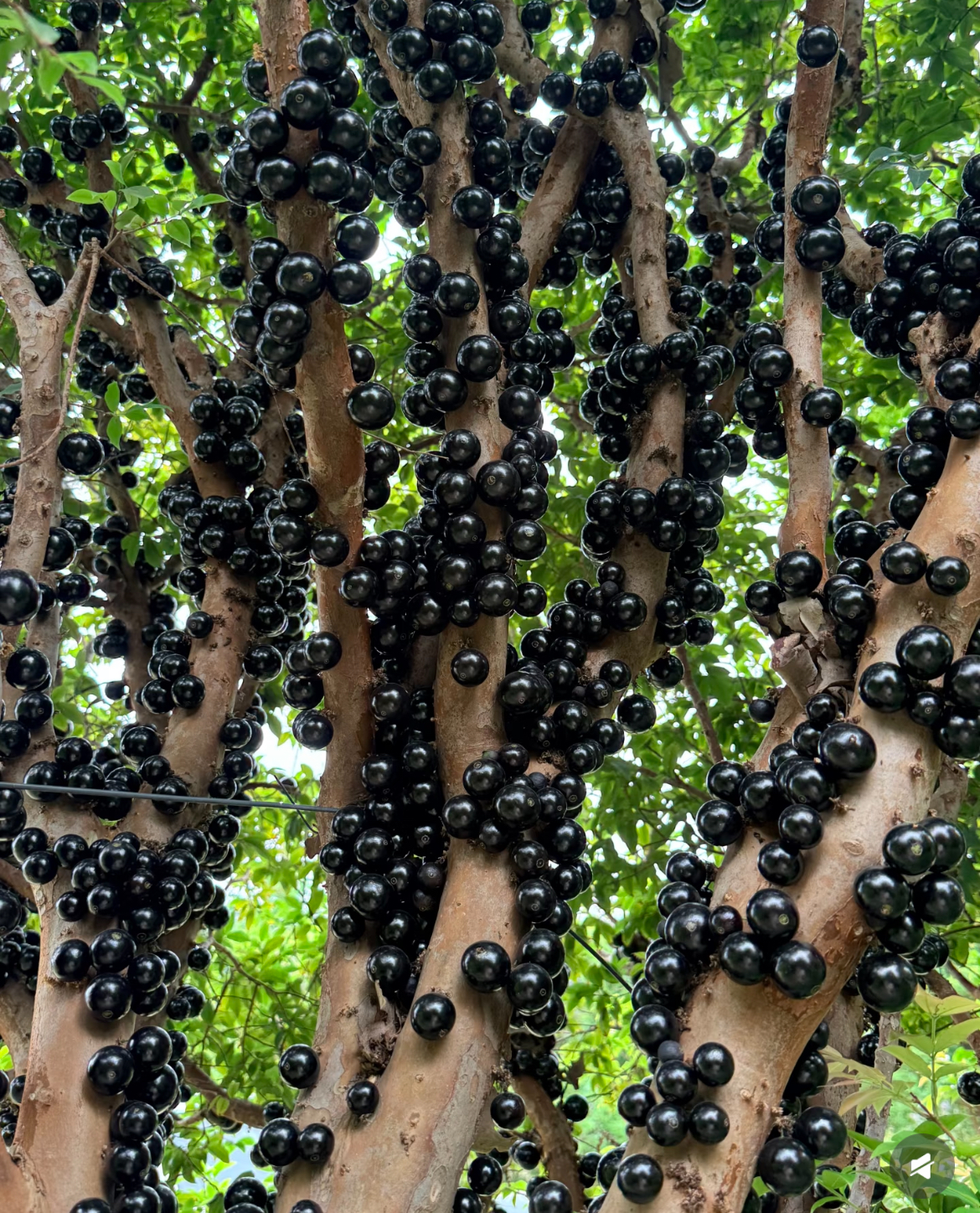Graines de raisin de l'arbre à jaboticaba