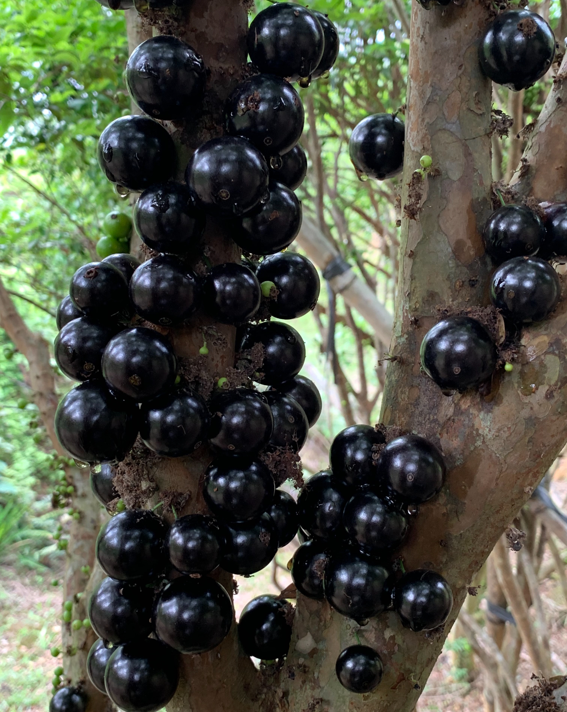 Graines de raisin de l'arbre à jaboticaba