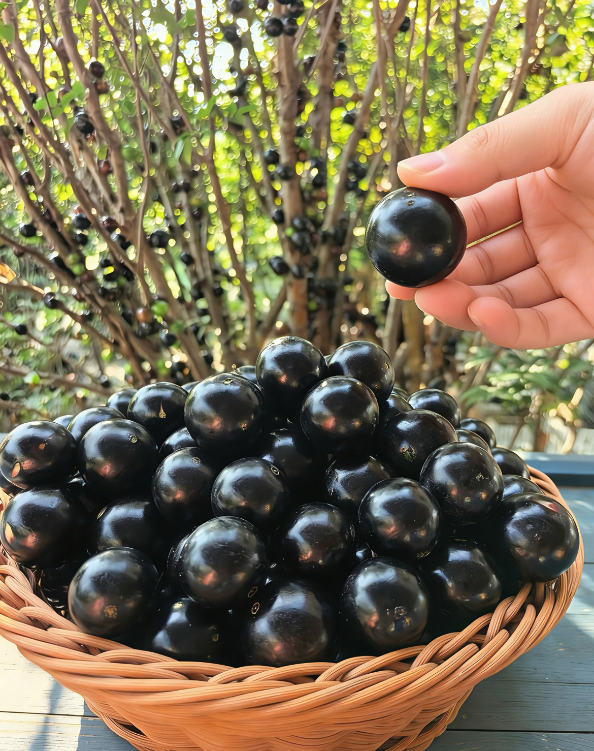Graines de raisin de l'arbre à jaboticaba