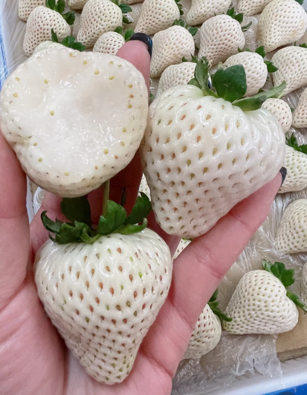 Scopri la Magia della Fragola Bianca Extra-Large🍓