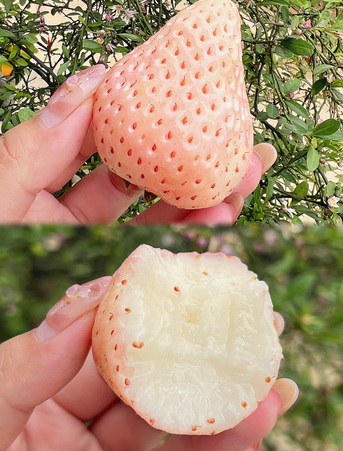 Scopri la Magia della Fragola Bianca Extra-Large🍓