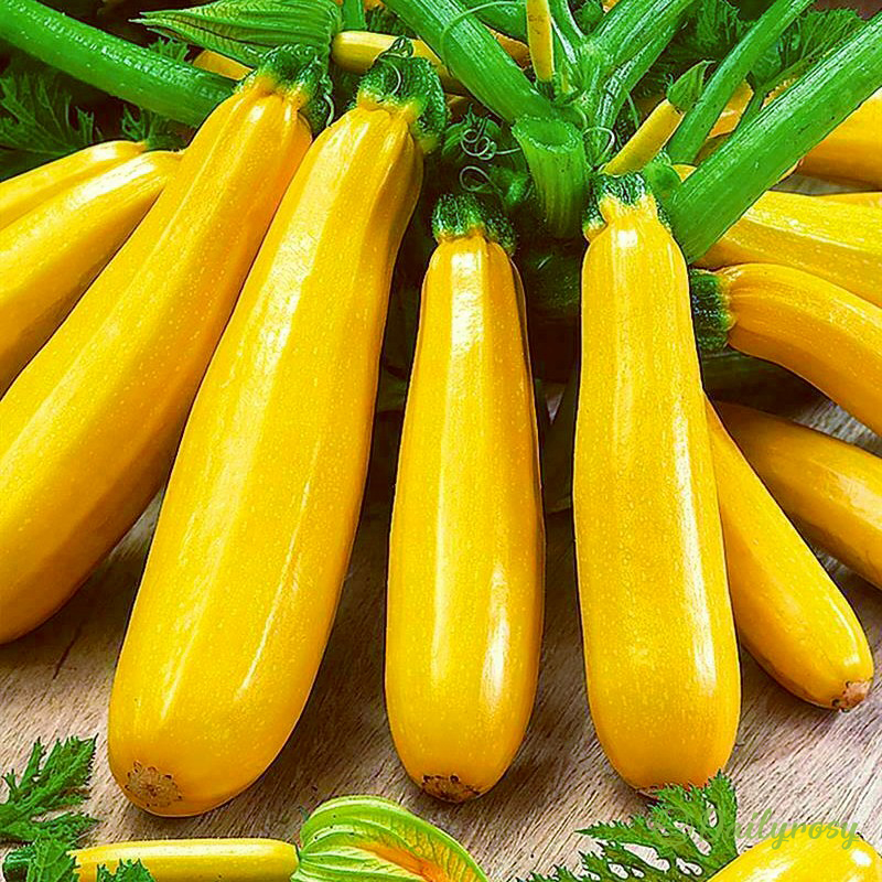Courgettes bananes - Courgettes dorées 🌿 Peuvent être plantées en toutes saisons