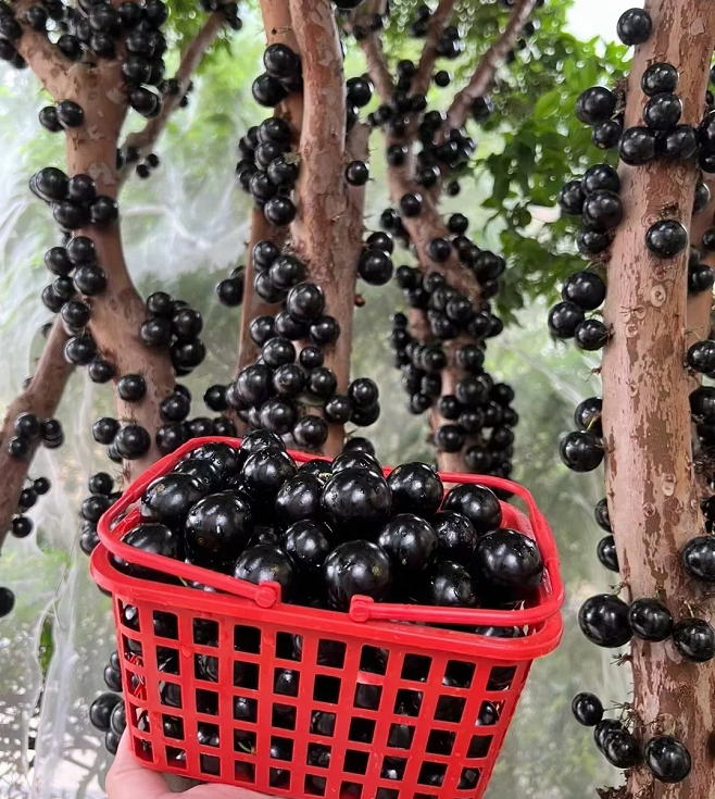 Graines de raisin de l'arbre à jaboticaba