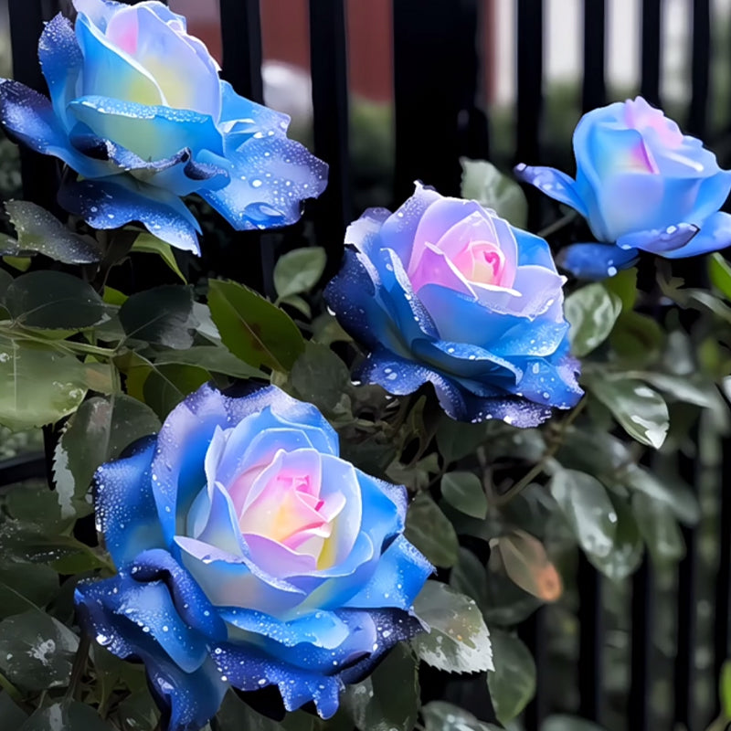 Westliche Mandala-Rose Lancaros