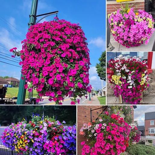 🔥Last Day 60% OFF🔥UV Resistant Hanging Artificial Morning Glory Vine🌺