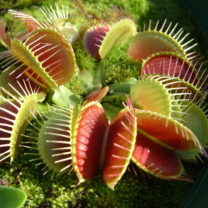 🔥Summer Must-have🦟Venus Flytrap Seeds