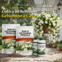 Gelsomino bianco strisciante