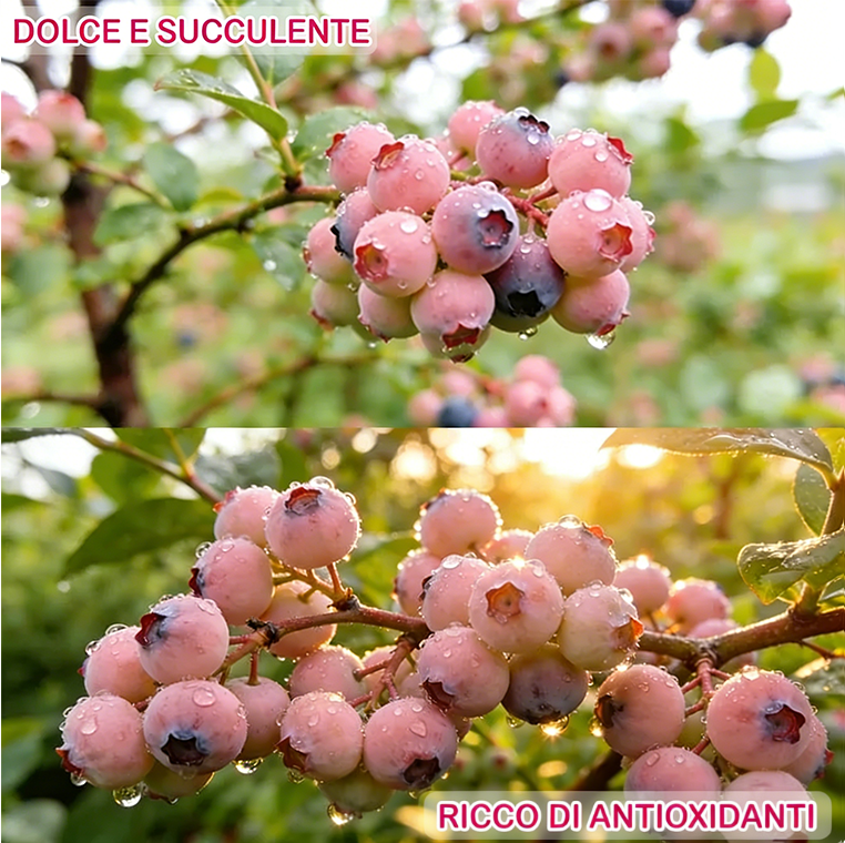 🔥Oltre 50.000 venduti!💟Semi di mirtillo rosa premium – 😋Un gusto delizioso e unico