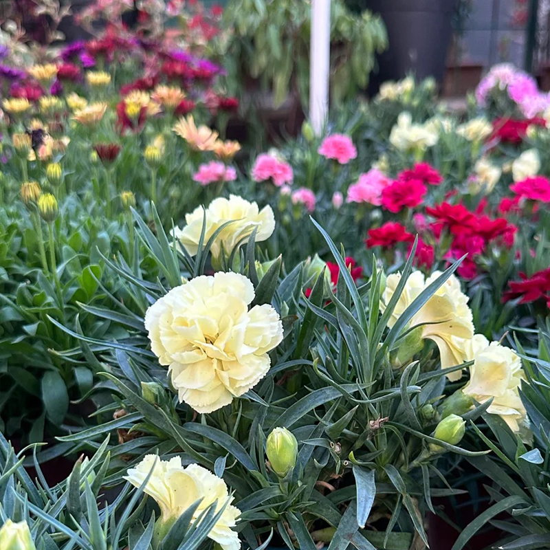 🔥Posledné 3 hodiny: 50% zľava -🌸SEMENÁ KLINČEKOV✨Ľahko sa pestujú