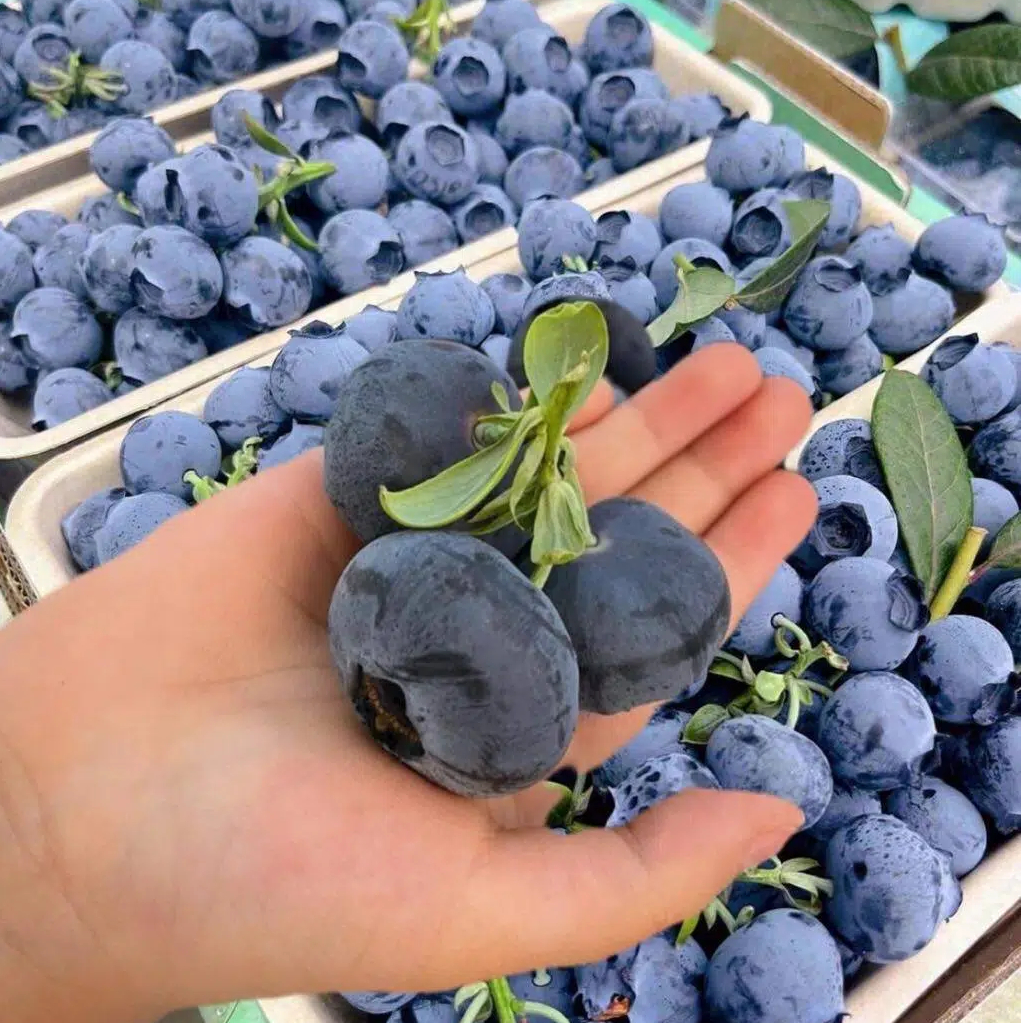 🔥HEISSER VERKAUF 50% RABATT🔥Riesen-Heidelbeersamen (50er-Packung)