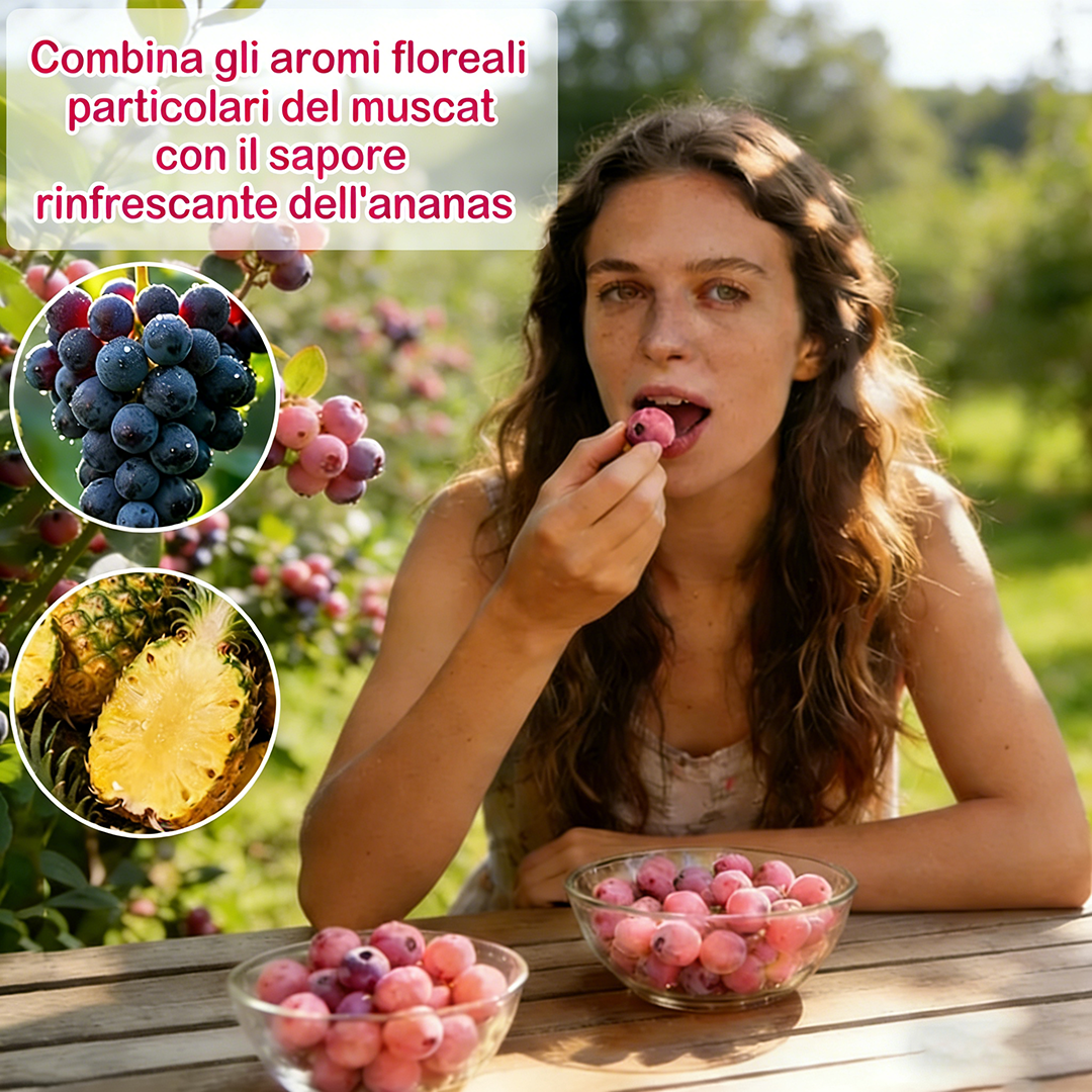 🔥Oltre 50.000 venduti!💟Semi di mirtillo rosa premium – 😋Un gusto delizioso e unico