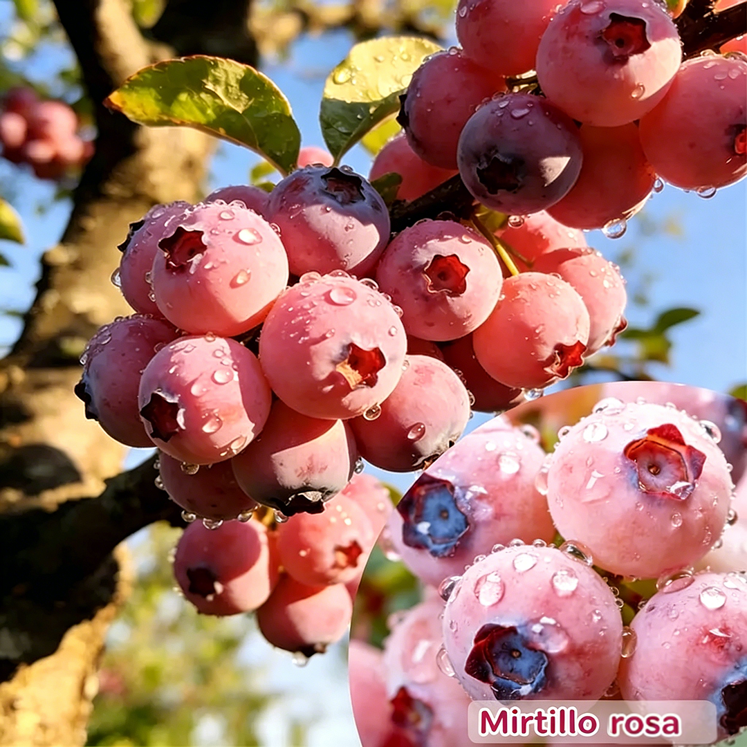🔥Oltre 50.000 venduti!💟Semi di mirtillo rosa premium – 😋Un gusto delizioso e unico