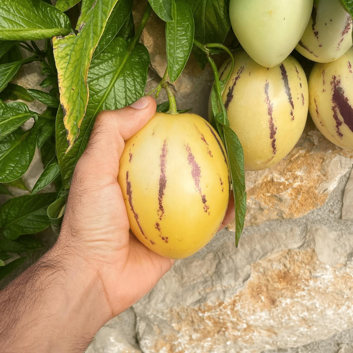 🍈 Pepino Melon — Grow Your Own “Ginseng Fruit”