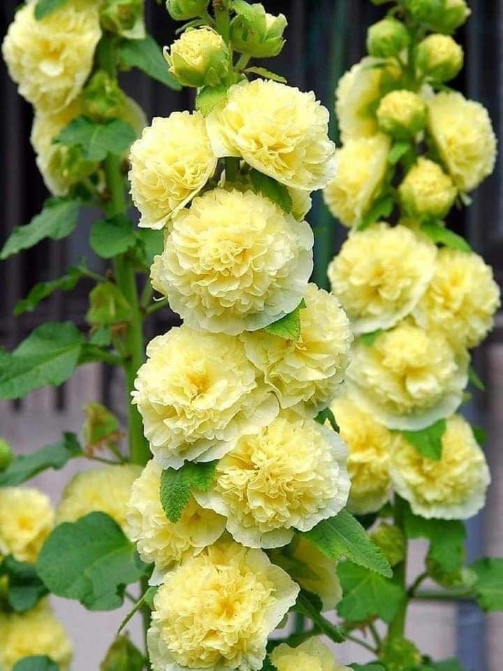 🌸Hollyhock Seeds — Grows Up to 2 Meters Tall