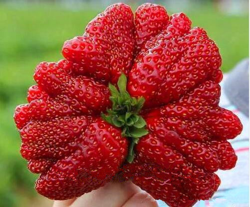 Rari semi di fragole giganti 🍓 Crescono enormi, facili da coltivare