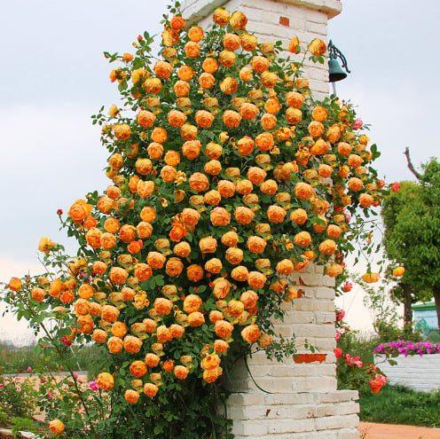 Rose Rampicanti 🌹 Semi Facili da Coltivare per Muri, Balconi e Giardini