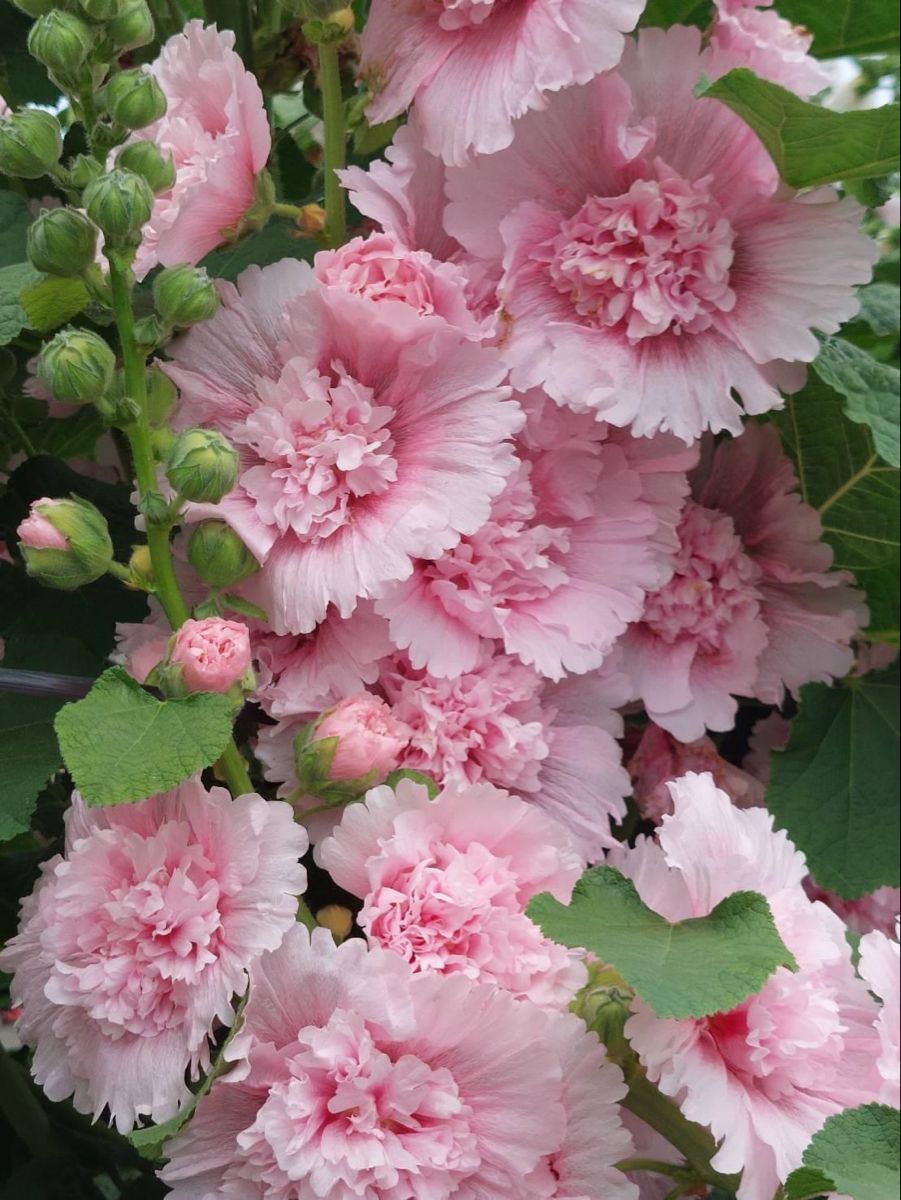🌸Hollyhock Seeds — Grows Up to 2 Meters Tall