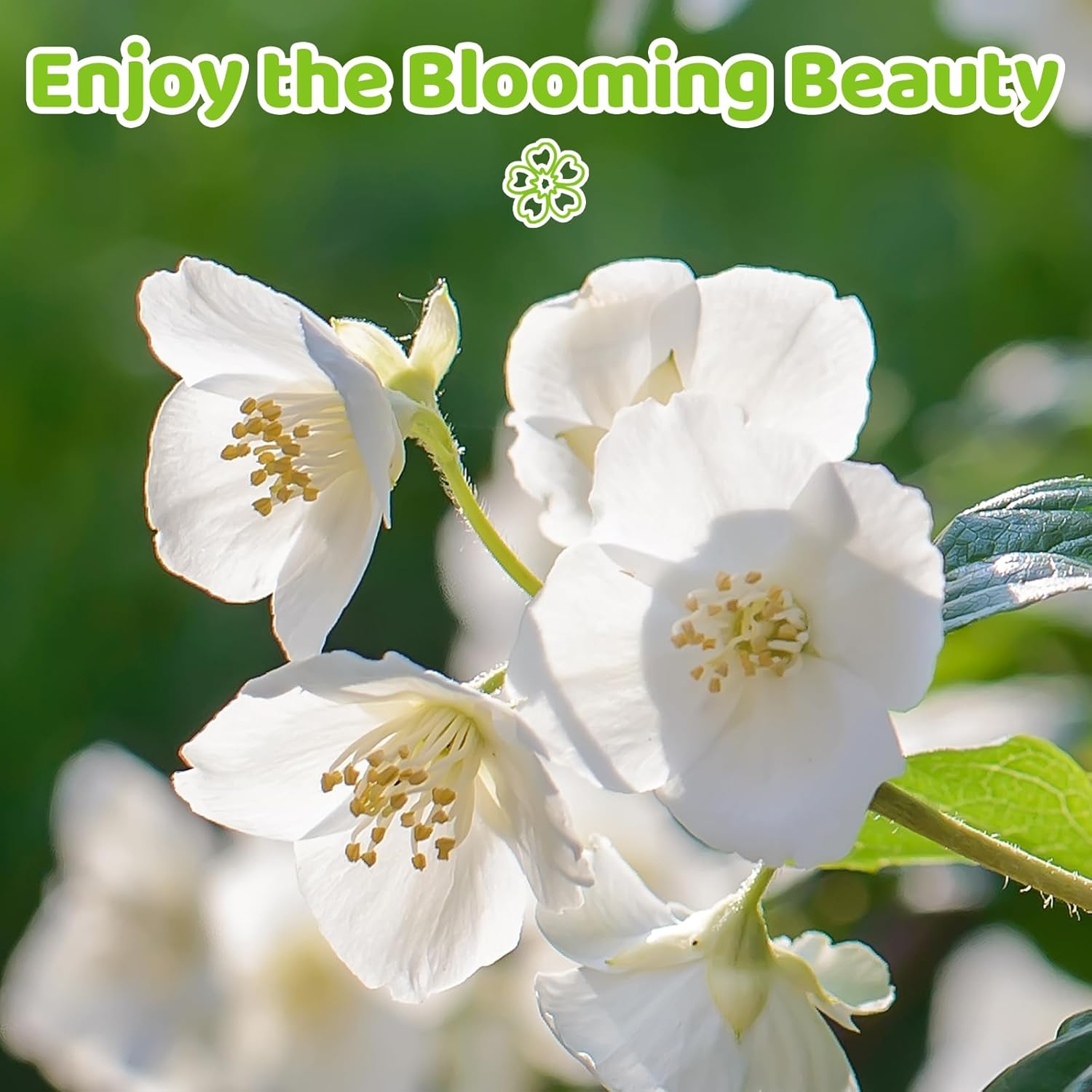 🏆 50K+ SOLD! 🌿❄️ FrostCharm Jasmine Seeds – Winter Planting, Perennial Blooms & Fragrant Garden Elegance 🌸
