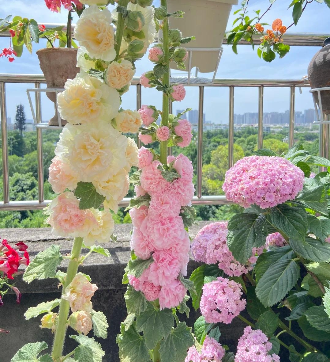 🌸Hollyhock Seeds — Grows Up to 2 Meters Tall