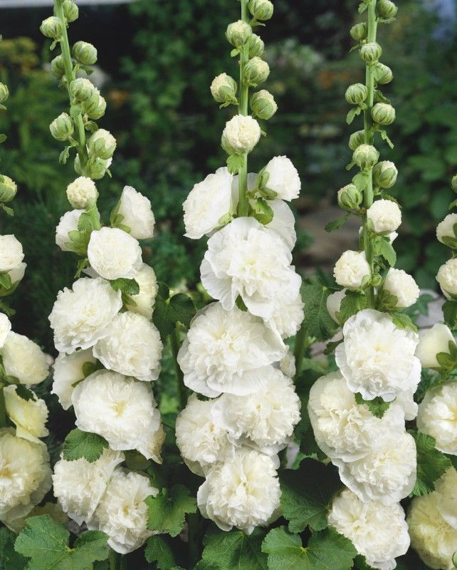 🌸Hollyhock Seeds — Grows Up to 2 Meters Tall